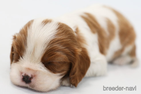 成約済の神奈川県のキャバリアキングチャールズスパニエル-248615の14枚目